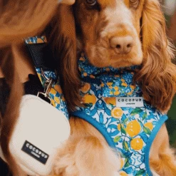 Amalfi Lemon Adjustable Neck Harness, Lead & Collar Bundle -Cocopup London Untitled design 22
