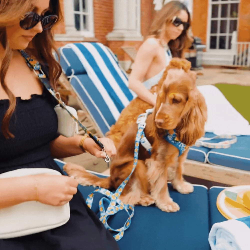 Dog Walking Bag Bundle - Amalfi Lemon 15 Dog Walking Bag Bundle - Amalfi Lemon - Image 13