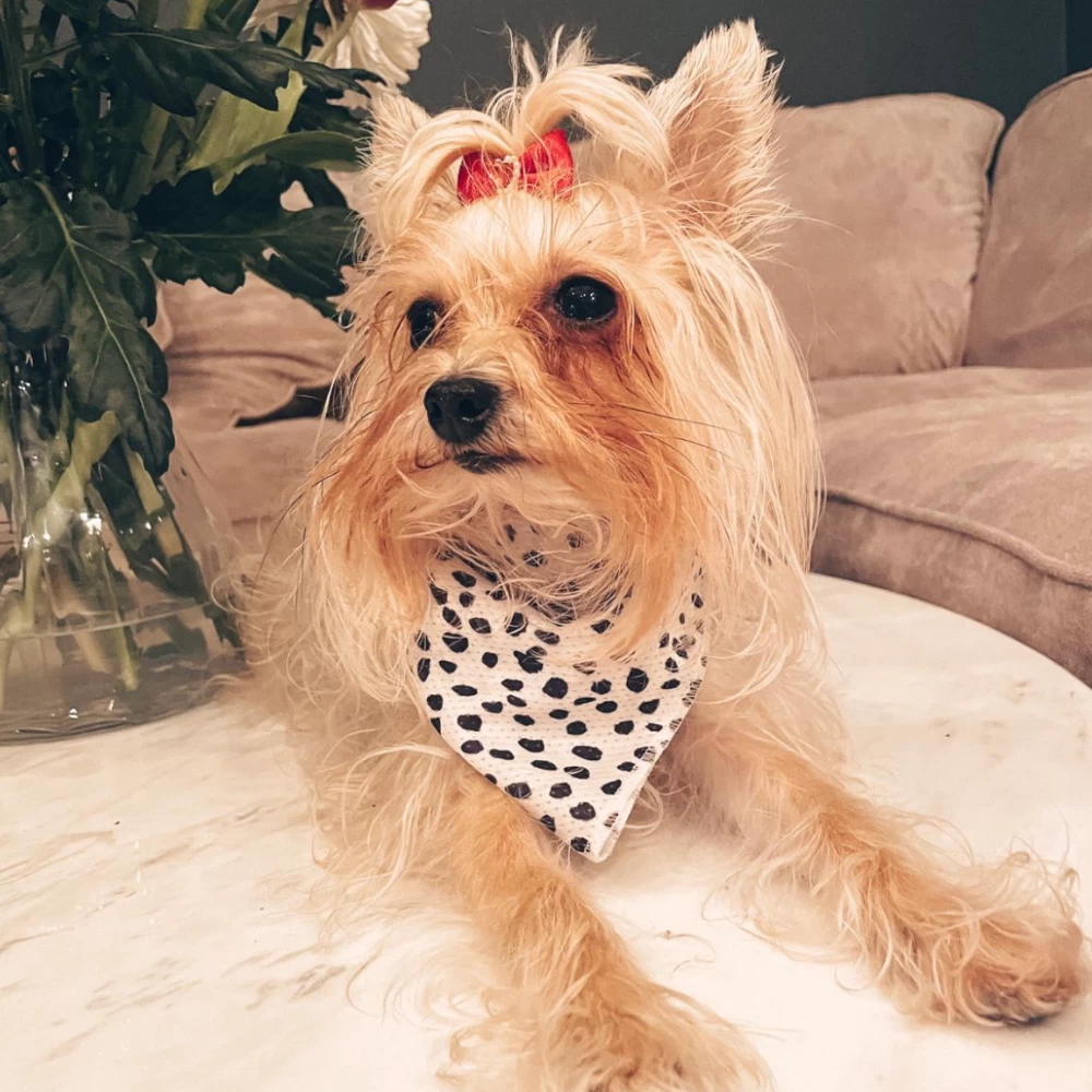 Monochrome Spots Bandana 5 Monochrome Spots Bandana - Image 3