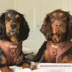 NAKD Adjustable Neck Harness - Brownie -Cocopup London Your paragraph text 1