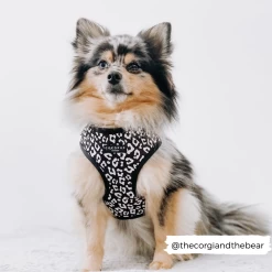 Black Leopard Adjustable Neck Harness, Lead & Collar Bundle -Cocopup London bear BL 1800x1800 f0ba1f21 6e69 43f7 9b5a 4533c8e94654