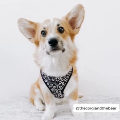 Black Leopard Adjustable Neck Harness -Cocopup London bl harness