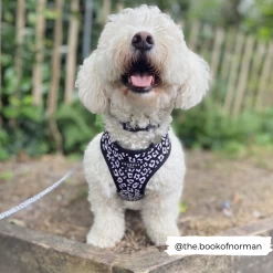 Black Leopard Adjustable Neck Harness, Lead & Collar Bundle -Cocopup London black leopard norman 1800x1800 8b280afd 8f83 4a4b 9087 c66ceb860d97