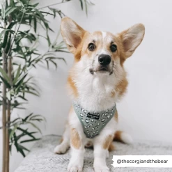 Sage Leopard Adjustable Neck Harness, Lead & Collar Bundle -Cocopup London corgi sage leopard 1800x1800 444c7632 1ea4 43da a7d3 890ba7b841da