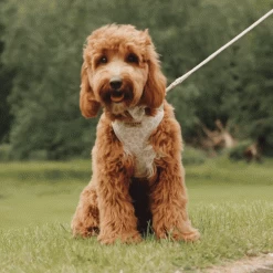 Luxe Adjustable Neck Harness - Garden Meadow -Cocopup London download 13