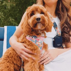 Portofino Pup Adjustable Neck Harness -Cocopup London download 17 1