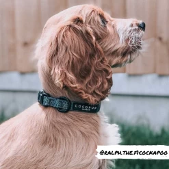 Khaki Leopard Collar -Cocopup London khaki leopard puppy collar