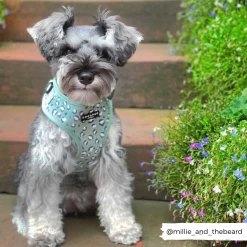 Sage Leopard Adjustable Neck Harness, Lead & Collar Bundle -Cocopup London millie sage 1800x1800 77d4a047 7e46 442b b03f 413401d3b853