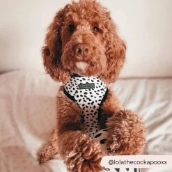 Monochrome Spots Adjustable Neck Harness, Lead & Collar Bundle -Cocopup London miss lady the coker spaniel 12 1800x1800 c76d1400 5a2a 47dc a1b0 4ac9e7290e9e
