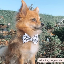 Monochrome Spots Bow Tie -Cocopup London miss lady the coker spaniel 26