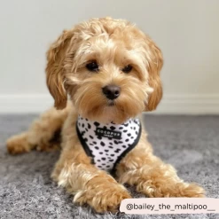 Monochrome Spots Adjustable Neck Harness -Cocopup London miss lady the coker spaniel 6 a2ea0380 c757 4789 90ce 59c461e4d00b