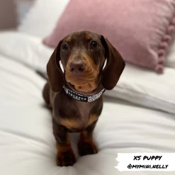 Monochrome Spots Collar 15 Monochrome Spots Collar -Cocopup London mono spots puppy collar