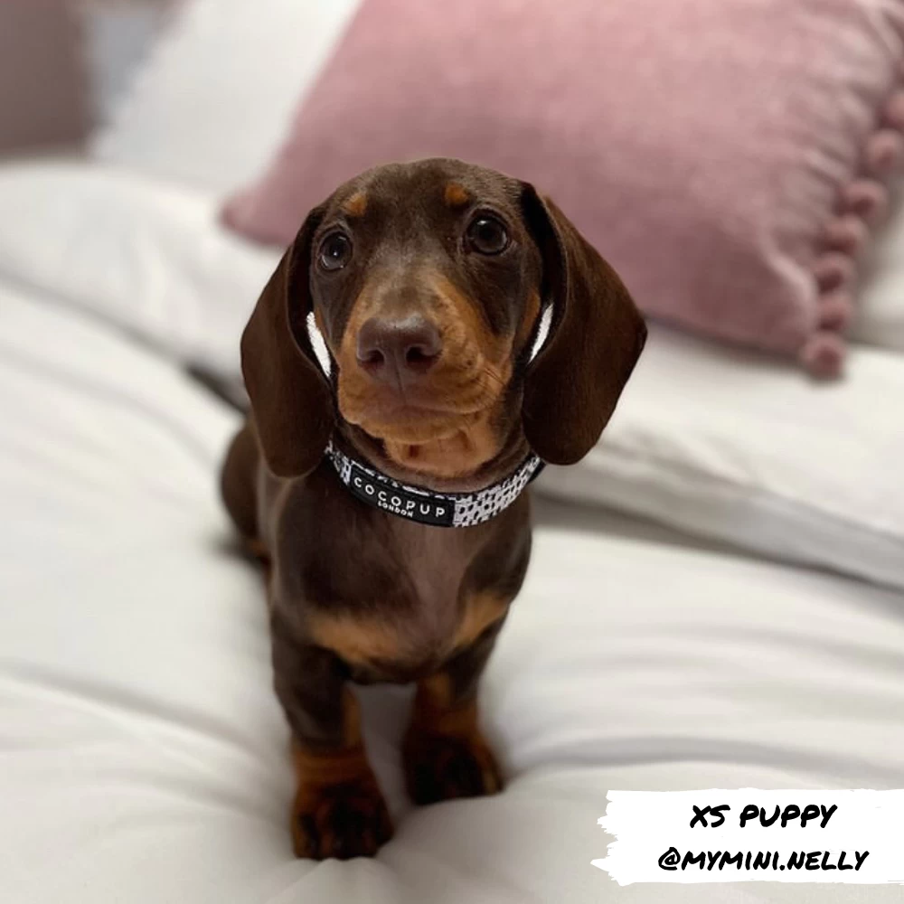 Monochrome Spots Collar 9 Monochrome Spots Collar - Image 7