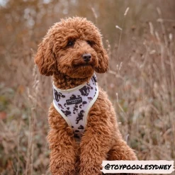 Ivory Tort Adjustable Neck Harness, Lead & Collar Bundle 26 Ivory Tort Adjustable Neck Harness, Lead & Collar Bundle -Cocopup London notapombear 7 1800x1800 84a3c27c a705 407e 987a 21f43f61e4b7