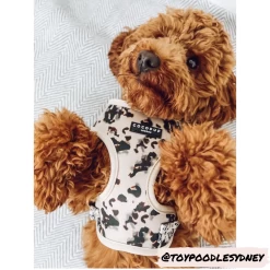 Ivory Tort Adjustable Neck Harness, Lead & Collar Bundle 25 Ivory Tort Adjustable Neck Harness, Lead & Collar Bundle -Cocopup London notapombear 8 1800x1800 e8707b65 82d2 46a1 accc cb70a008bc5e