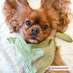 Luxe Bandana - Sage Heart 10 Luxe Bandana - Sage Heart -Cocopup London ralphiethecav