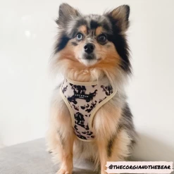 Ivory Tort Adjustable Neck Harness, Lead & Collar Bundle 27 Ivory Tort Adjustable Neck Harness, Lead & Collar Bundle -Cocopup London thecorgiandthebear 5 1800x1800 9b4b4feb 29e6 4e40 97aa 85066493538b