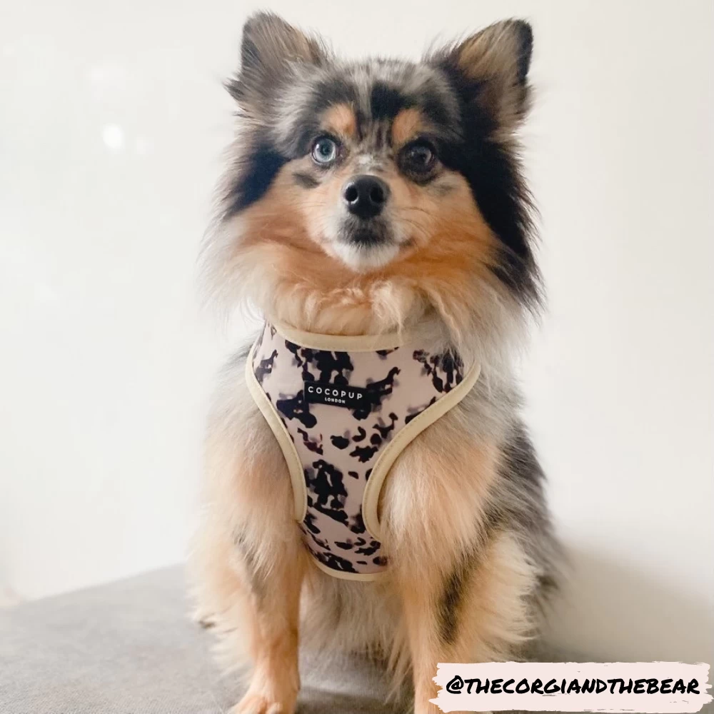 Ivory Tort Adjustable Neck Harness, Lead & Collar Bundle 13 Ivory Tort Adjustable Neck Harness, Lead & Collar Bundle - Image 11