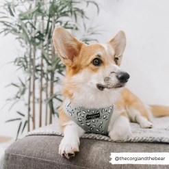 Sage Leopard Adjustable Neck Harness, Lead & Collar Bundle -Cocopup London william sage 1800x1800 a3ea36bd e4d1 4c5e b506 7ffe8497ed2e