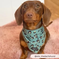 Khaki Leopard Bandana -Cocopup London winne.thecav 18