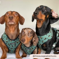 Khaki Leopard Adjustable Neck Harness -Cocopup London winne.thecav 3 6da90fec c9c5 4e75 aecb cf8096e27528