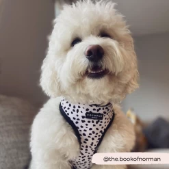 Monochrome Spots Adjustable Neck Harness -Cocopup London winne.thecav 4 cc56d8f6 fc82 4e05 a4e6 bff31f156421